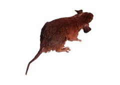 Rodent Pest Control | CPR Pest Services