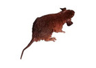 Rodent Pest Control | CPR Pest Services