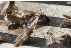 Moth Pest Control Sydney | Bug Free Pest Control