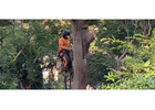 Tree Lopping Collaroy | Northern Beaches Garden & Trees