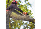 Tree Cutting North Shore | North Shore Tree Loppers