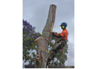 Tree Removal Northern Beaches