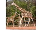 Animal Transportation Services in Thailand