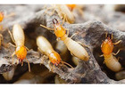 Termite Control | Bug Free Pest Control
