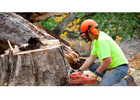 Best Tree Removals in Hawkshaw