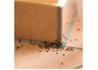 Best Ant Control service in Oakville