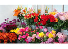 Best Flowers shop in Ponsonby