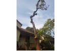 Tree Removal Services Pymble | Sam's Tree Services North Shore