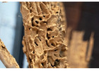 Expert Termite Control | Knockdown Pest Control