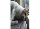 Best Cat Sitting service in Portmarnock