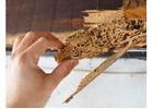 Expert Termite Control